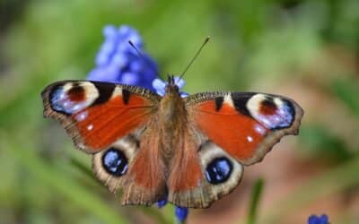 A Butterfly’s Sound Journey