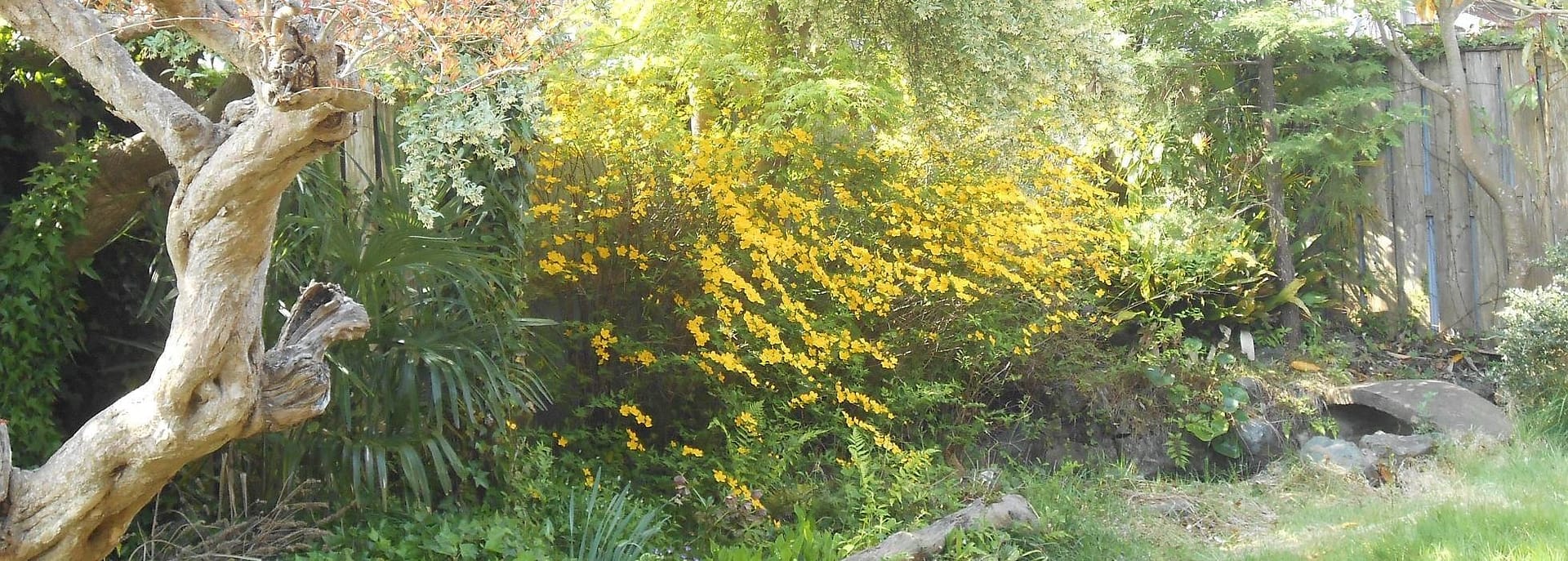 japanese garden with yellow blossoms